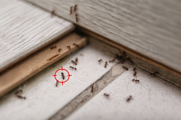 Best Best Pest Control Companies  in Crofton, MD