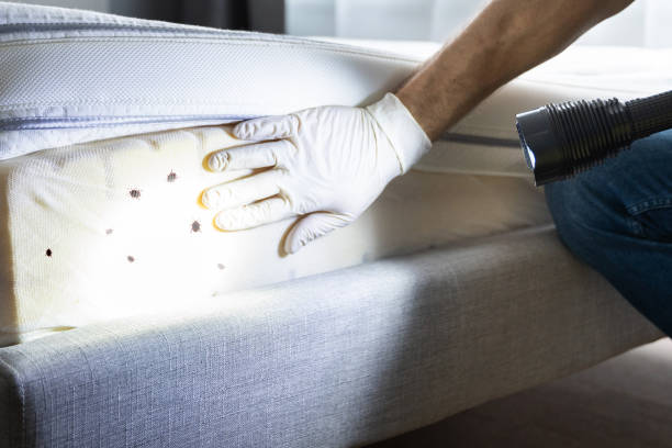 Best Flea Control Services  in Crofton, MD