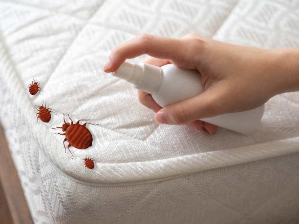 Reliable Crofton, MD Pest Control Solutions