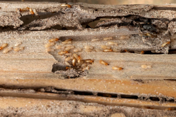 Best Pest Control Treatment  in Crofton, MD